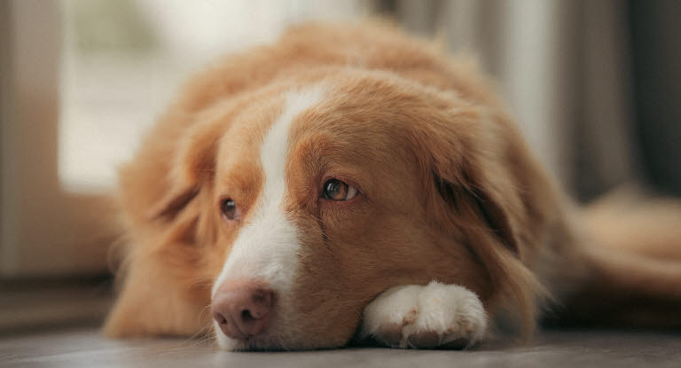 Hund som ligger med hodet på potene