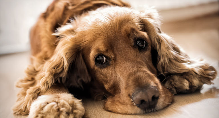 Hund som ligger på gulvet