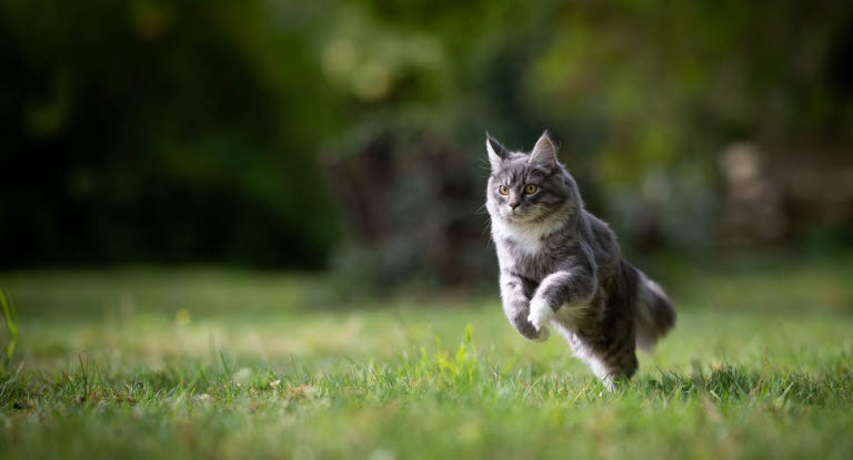 Katt som løper i gresset