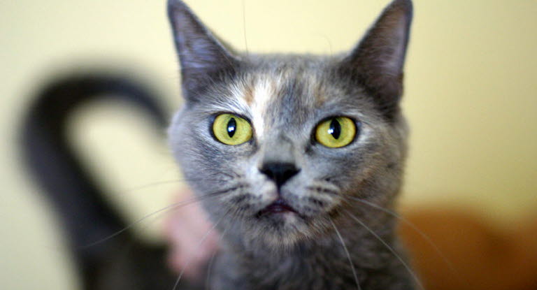 katt stress symptom katt stress symptom