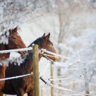 Unghester i utemiljø på vinteren