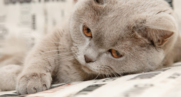 Grå katt som ligger