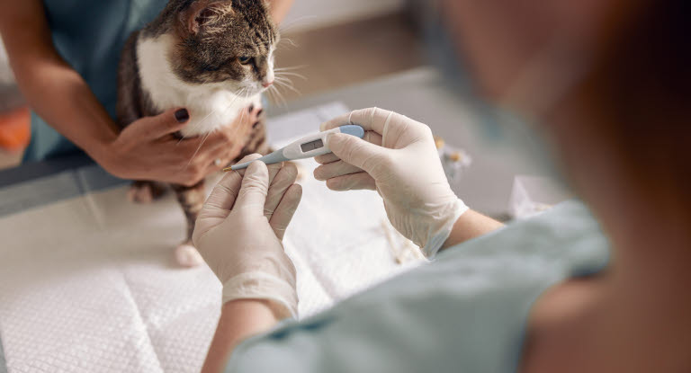 Veterinær måler temperatur på katt