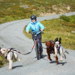 Jente på sparkesykkeltur på fjellet med tre settere