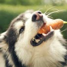 Hund med gulrot i munnen