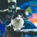 Katt i et bymiljø