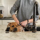 Hund som blir dusjet i en vask