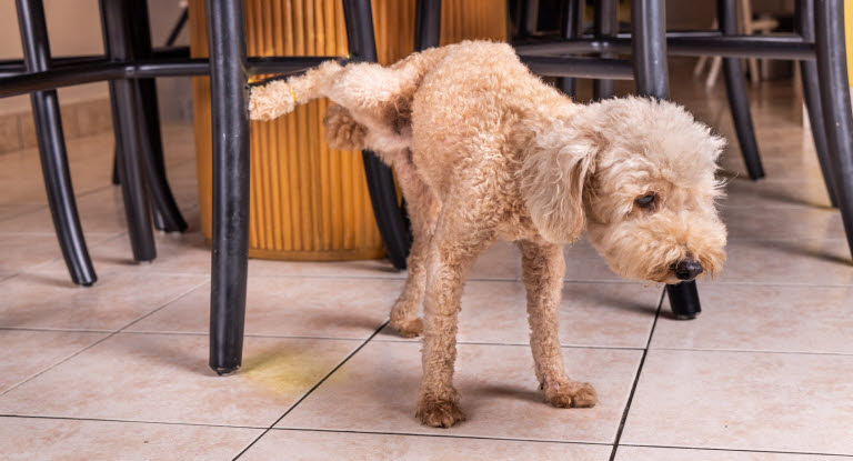 hannhund som tisser inne