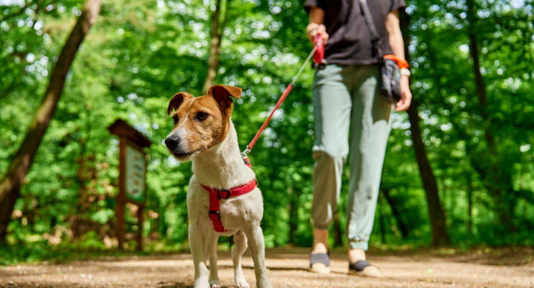 Jack russell terrier på tur