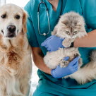 Hund og katt hos veterinæren