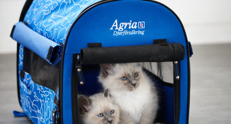 Transportere katt i bur Agria Dyreforsikring Trygg reising med katt