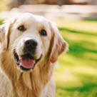 Golden retriever smiler mot kamera