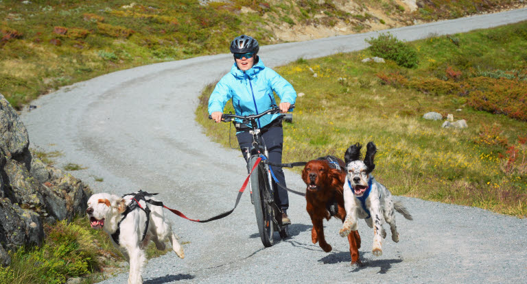 Jente på sparkesykkeltur på fjellet med tre settere