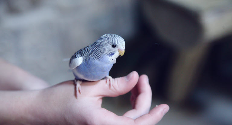Spørsmål og svar om forsikring til smådyr og fugl