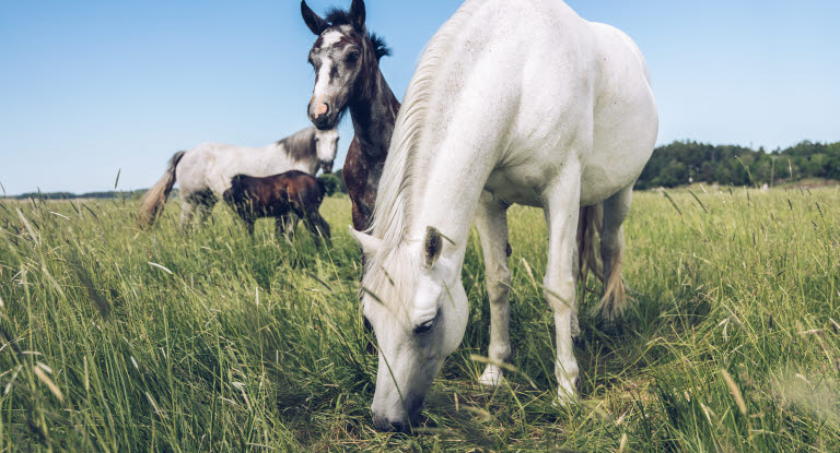 To hopper med føllene sine i beitet.