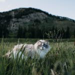 Flåttbitt på katt