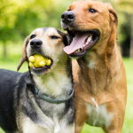 Hvor gammel er hunden i hundeår?