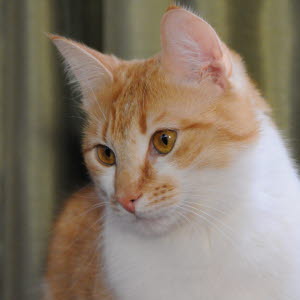 amaryllis katten