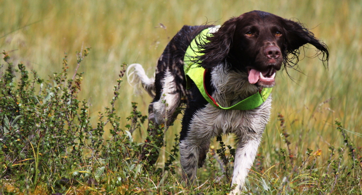 Bilderesultat for hund på jakt