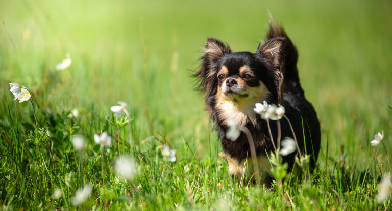 Chihuahua på gresseng