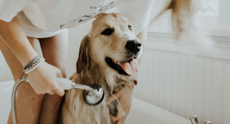 Dog being washed