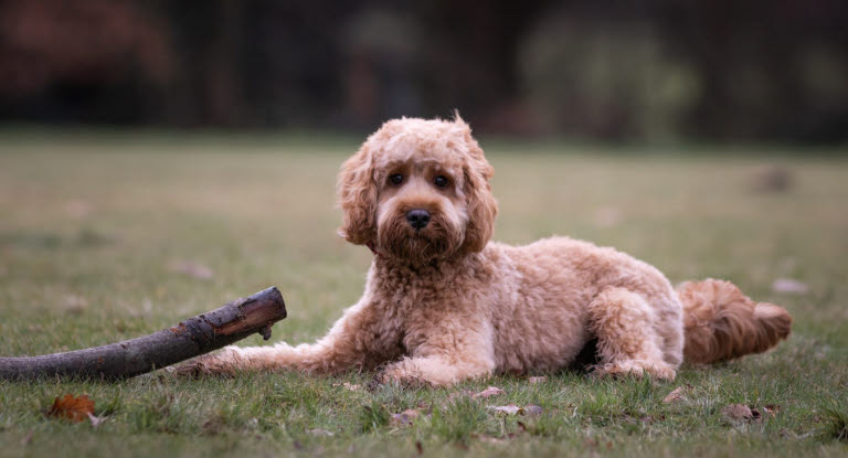 Cockapoo ligger på gressplen med pinne