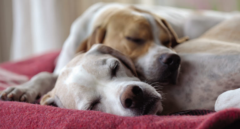 To hunder som sover