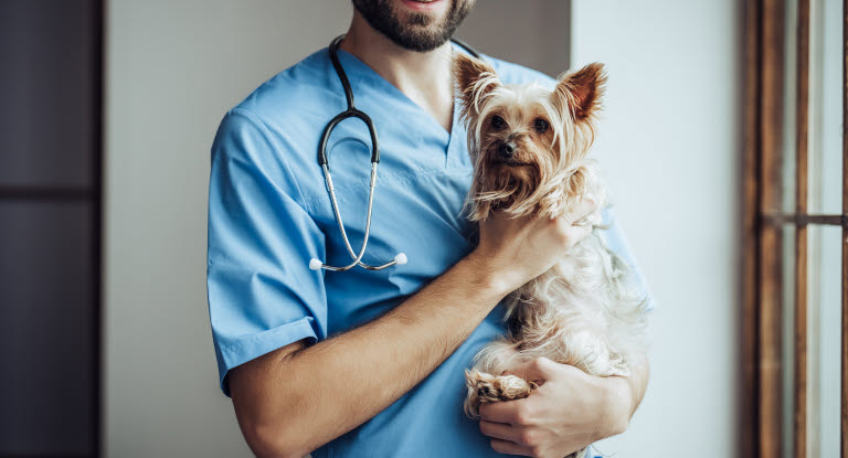 Veterinær som holder en hund på armen