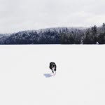 Hund på tynn is