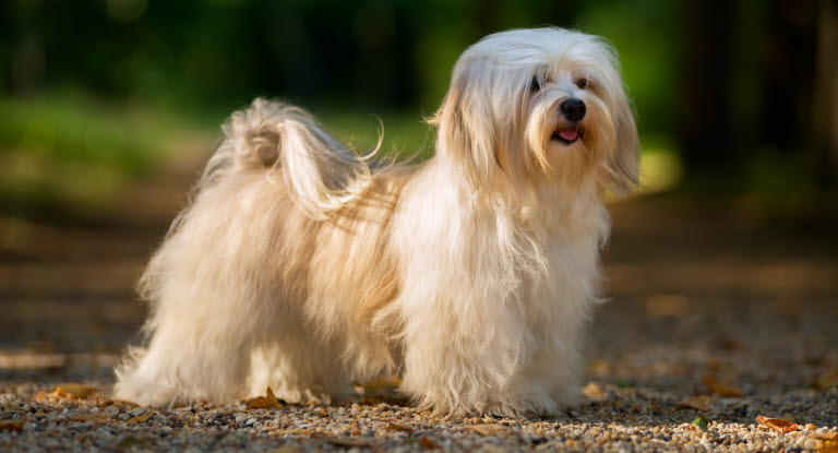 Bichon havanais poserer