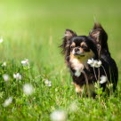 Chihuahua på gresseng