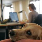 Hund på kontor