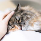 Katt som ligger og blir klappet