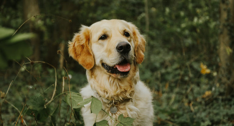 Golden retriever i skogen