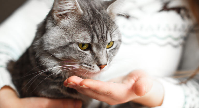 Katt som får medisin