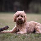 Cockapoo ligger på gressplen med pinne
