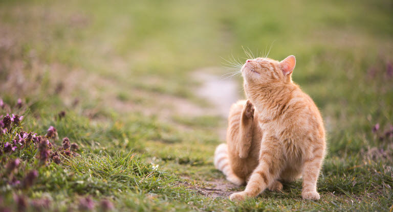 Katt som sitter på gresset og klør seg