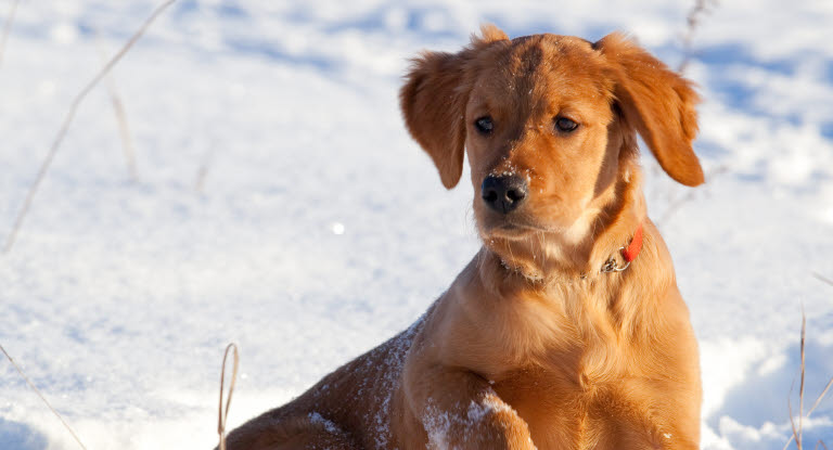 Urinveisinfeksjon hos hund