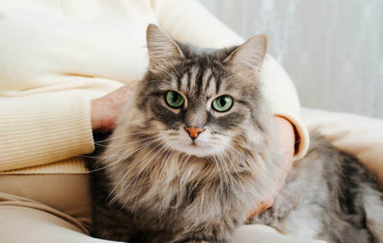 Katt ligger på fanget til en dame