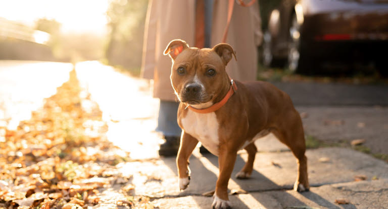 Staffordshire bull terrier på tur i høstsolen
