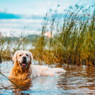 Golden Retriever i vannet