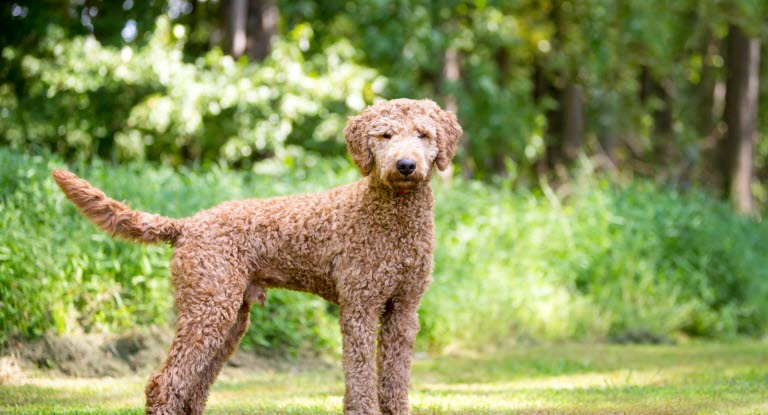Goldendoodle poserer ute i grønne omgivelser