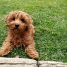 Cavapoo slapper av på en gressplen
