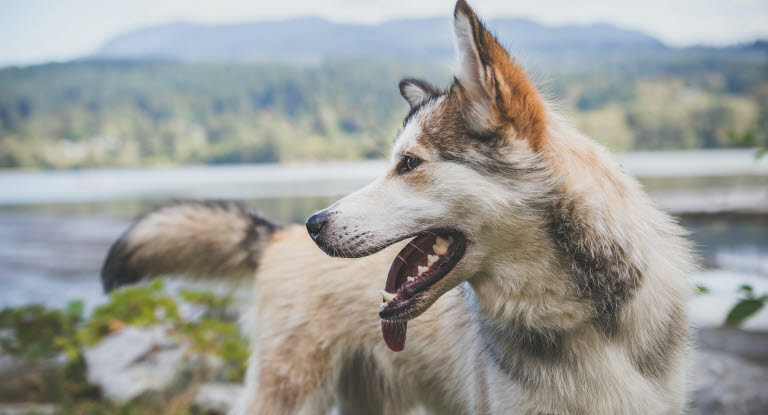 Husky på fjellet