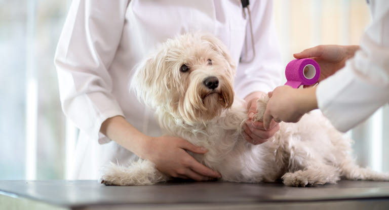 Hvit hund hos veterinæren