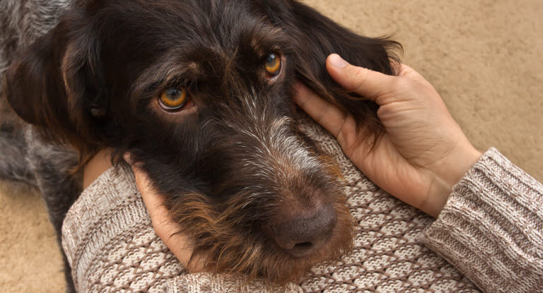 Hund som blir klappet