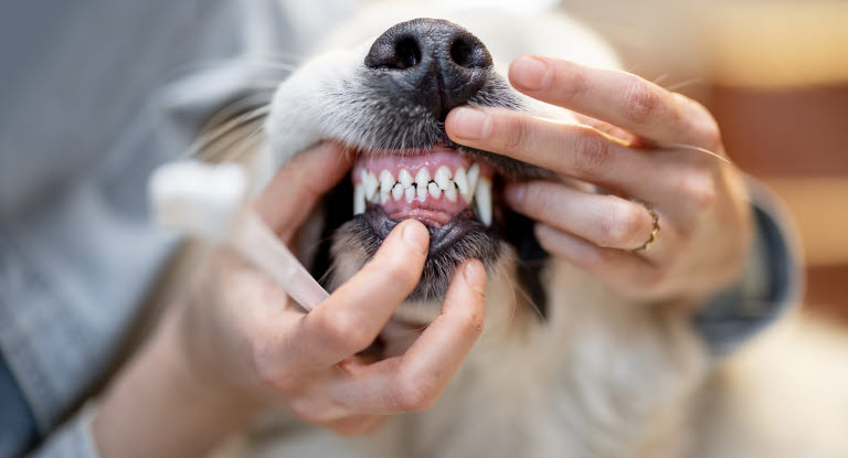 Hundetenner