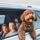 Krøllete hund som titter ut av bilvindu