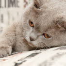 Grå katt som ligger