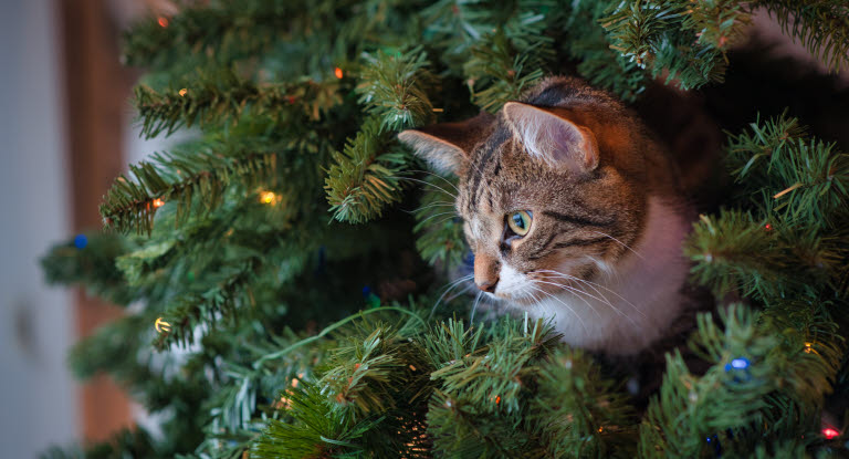 En katt sitter inne i et juletre